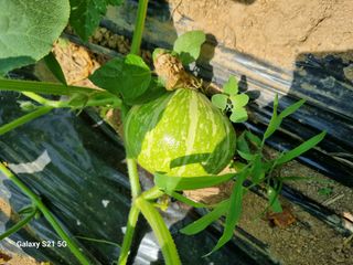 권오정님의 콩 · 영농일지 작성글 사진