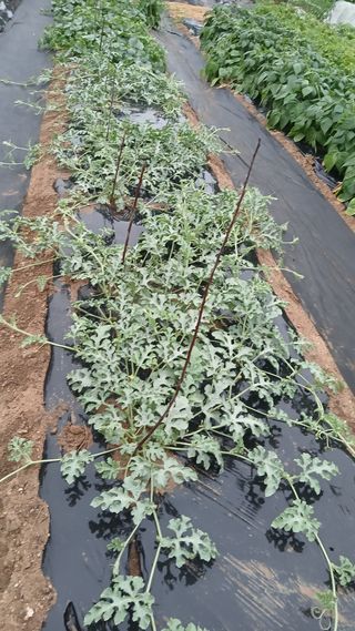 초보텃밭님의 기타작물 · 영농일지 작성글 사진