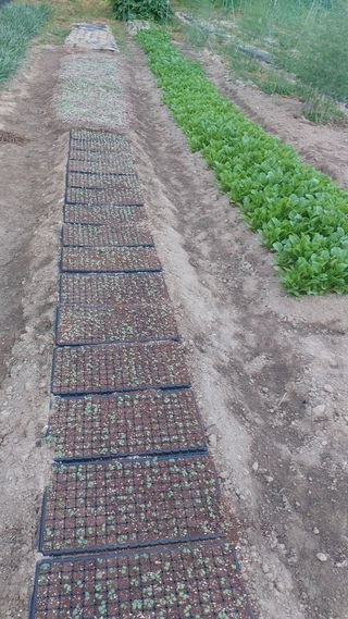 Blackbear님의 기타작물 · 영농일지 작성글 사진