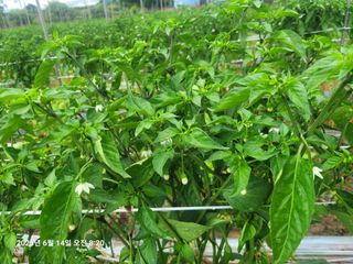 이동훈님의 고추 · 영농일지 작성글 사진