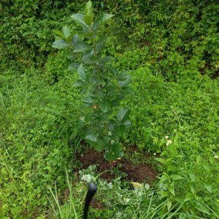 김건우님의 기타작물 · 영농일지 작성글 사진