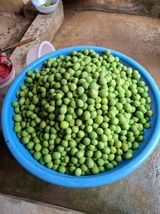 팜모닝 매실·영농일지 게시글 이미지