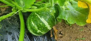 박사원농장님의 기타작물 · 영농일지 작성글 사진