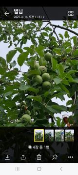 팜모닝 사과·영농일지 게시글 이미지