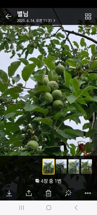 오금식(대청농원)님의 사과 · 영농일지 작성글 사진
