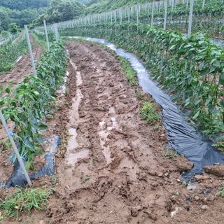 오영도님의 기타작물 · 자유게시판 작성글 사진