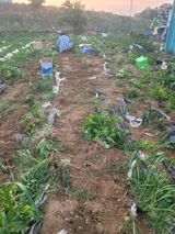 팜모닝 감자·영농일지 게시글 이미지