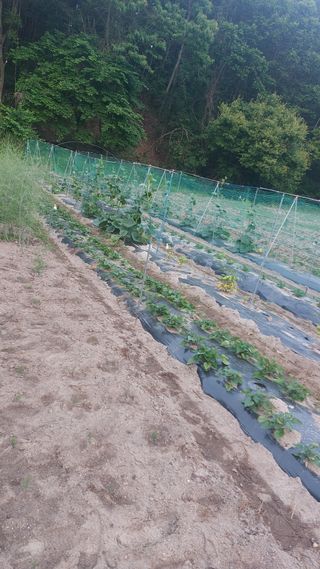 Blackbear님의 기타작물 · 영농일지 작성글 사진