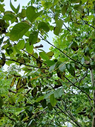 이종득님의 기타작물 · 영농일지 작성글 사진