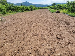 이시형님의 콩 · 영농일지 작성글 사진