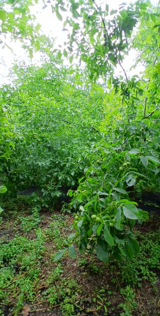 이종득님의 기타작물 · 영농일지 작성글 사진