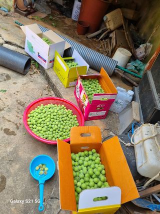 권오정님의 매실 · 영농일지 작성글 사진