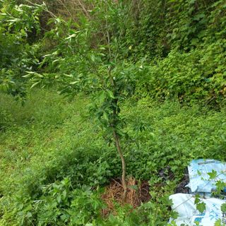 김건우님의 기타작물 · 영농일지 작성글 사진