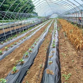 김진영님의 콩 · 영농일지 작성글 사진