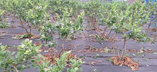 김숙희님의 블루베리 · 영농일지 작성글 사진