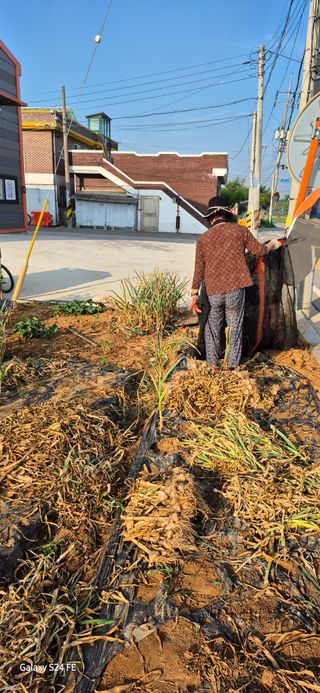 이인재님의 마늘 · 영농일지 작성글 사진