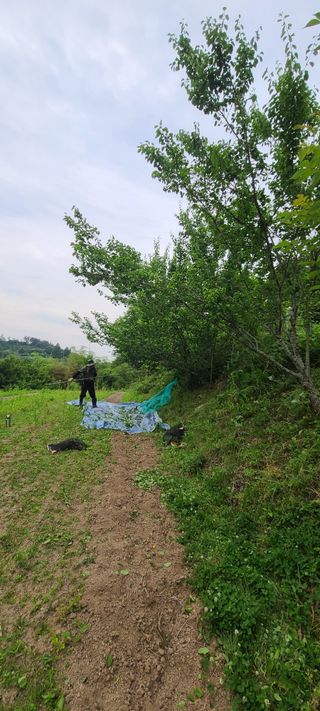 조희경님의 기타작물 · 영농일지 작성글 사진