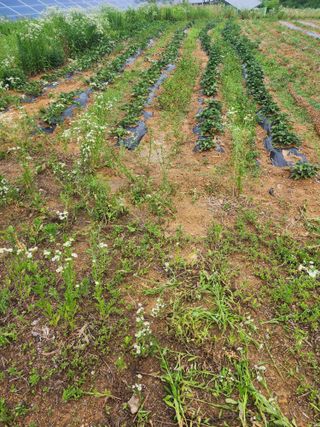 박병한님의 참깨 · 영농일지 작성글 사진