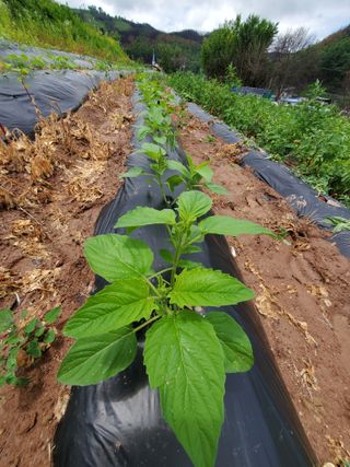 정연섭님의 기타작물 · 영농일지 작성글 사진