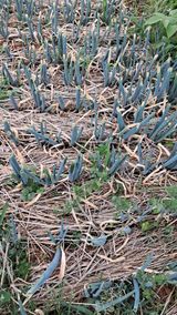 팜모닝 파·영농일지 게시글 이미지