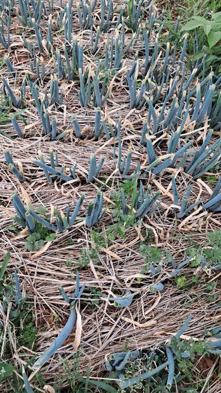 bpjh9173님의 파 · 영농일지 작성글 사진