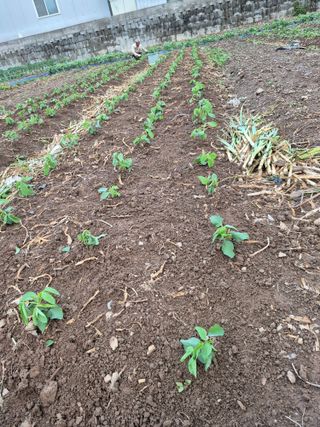 농부님.모두.모두힘님의 기타작물 · 영농일지 작성글 사진