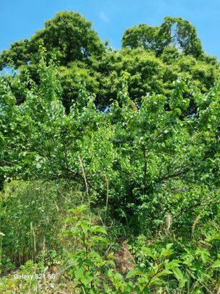 권오정님의 매실 · 영농일지 작성글 사진