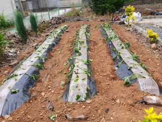 금강석님의 기타작물 · 영농일지 작성글 사진