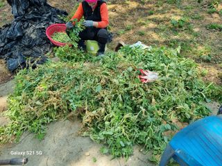 권오정님의 콩 · 영농일지 작성글 사진