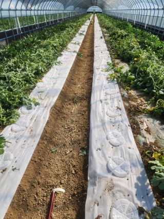 김저팔계님의 기타작물 · 영농일지 작성글 사진