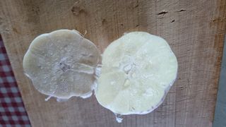 김지철님의 기타작물 · 영농일지 작성글 사진