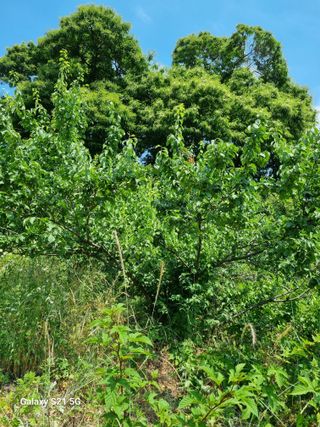 권오정님의 매실 · 영농일지 작성글 사진