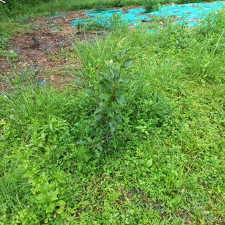 김건우님의 기타작물 · 영농일지 작성글 사진