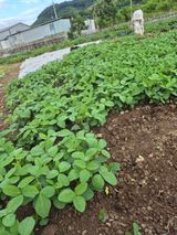 팜모닝 기타작물·영농일지 게시글 이미지