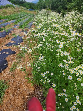 박병한님의 참깨 · 영농일지 작성글 사진