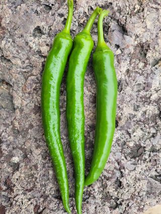 이시형님의 고추 · 영농일지 작성글 사진