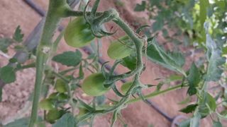 초보텃밭님의 기타작물 · 영농일지 작성글 사진