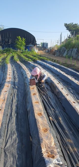 전주이상권님의 고구마 · 영농일지 작성글 사진
