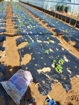 최유순님의 기타작물 · 영농일지 작성글 사진