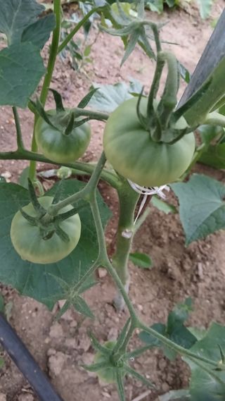 초보텃밭님의 기타작물 · 영농일지 작성글 사진