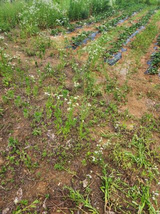 박병한님의 참깨 · 영농일지 작성글 사진