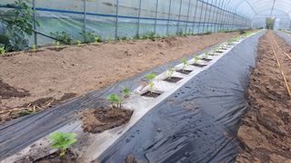 가야산도사님의 참깨 · 영농일지 작성글 사진