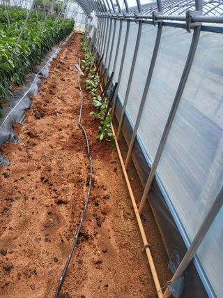 최유순님의 기타작물 · 영농일지 작성글 사진