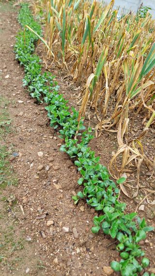 유병욱님의 콩 · 영농일지 작성글 사진