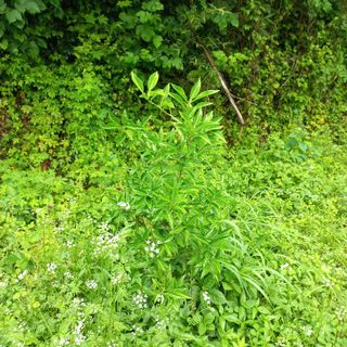 김건우님의 기타작물 · 영농일지 작성글 사진