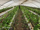 팜모닝 딸기·영농일지 게시글 이미지
