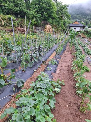 한정술님의 고추 · 영농일지 작성글 사진