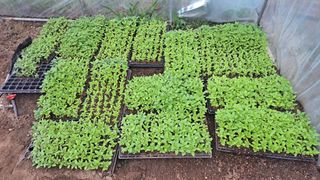 가야산도사님의 참깨 · 영농일지 작성글 사진