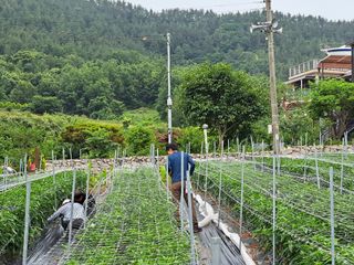 남촌302님의 고추 · 영농일지 작성글 사진