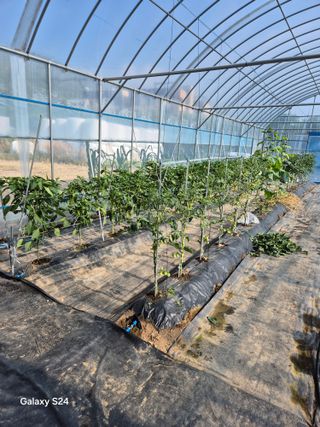 한양희님의 고추 · 영농일지 작성글 사진